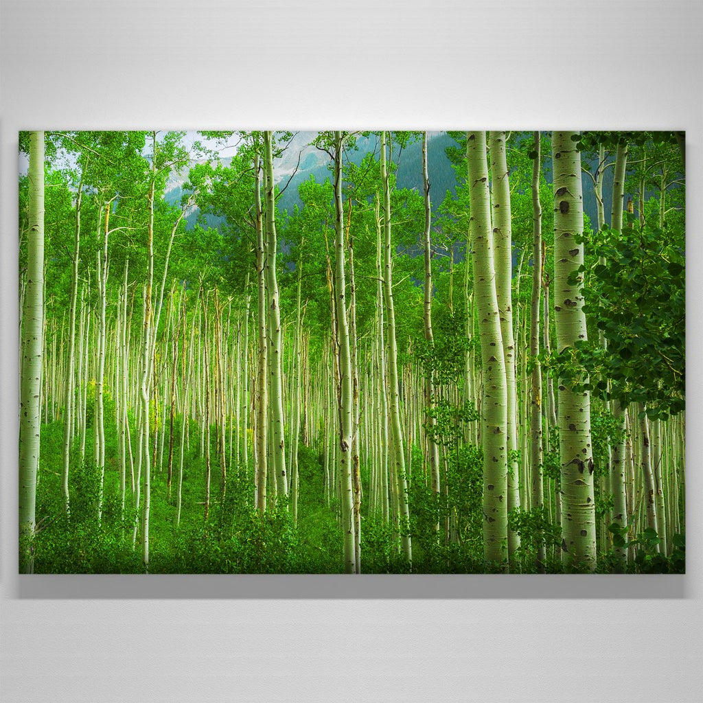 "pano"