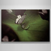 "Butterfly"