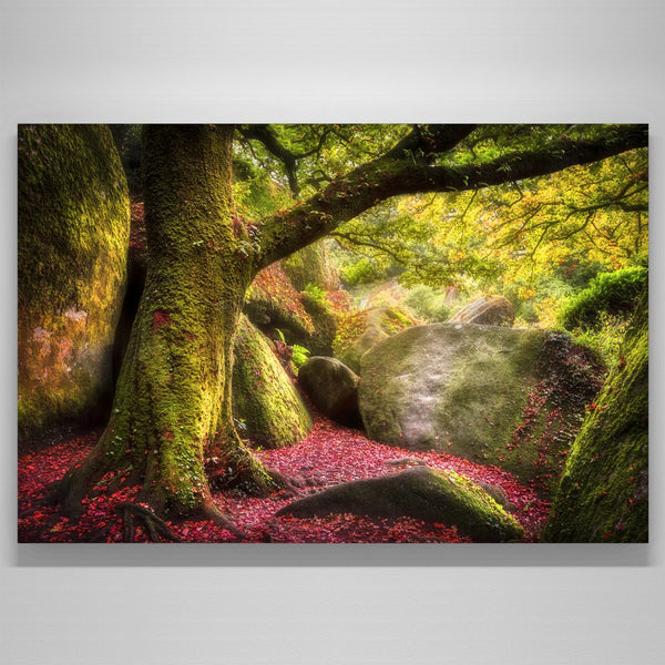 "Broceliande Canvas Curve"